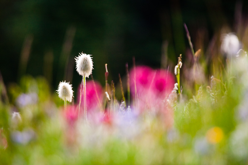 Western Anemone